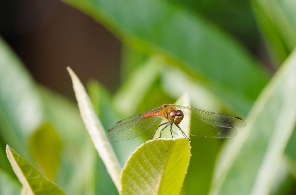 今日のトンボ (2)