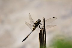 今日のトンボ (2)