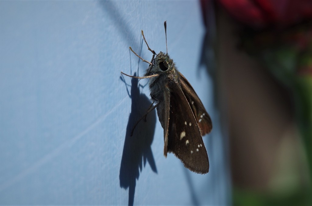 昨日のセセリ (3)