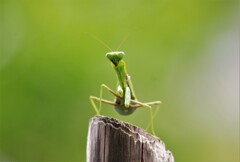 決まってまっかぁ・・・ (1)