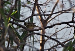 昨日の野鳥 (3)