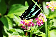 ランタナとチョウ (5)