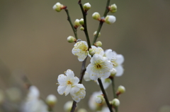 春は、もうすぐ