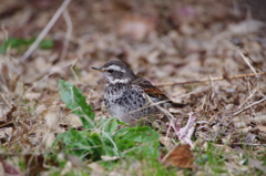 ツグミちゃん (1)