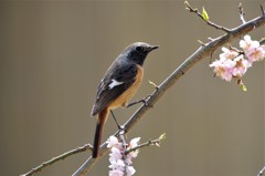 昨日のジョビ君 (1)