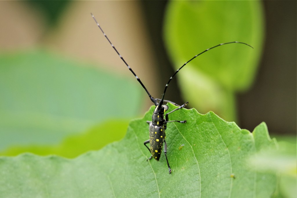 カミキリ君