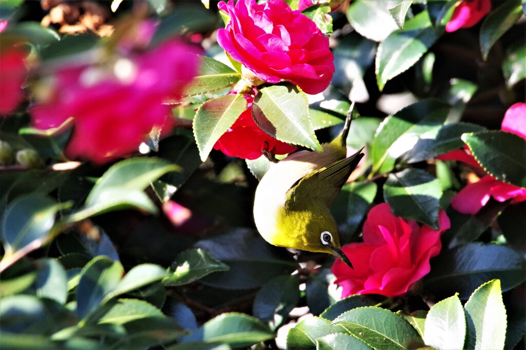 山茶花とメジロ (1)