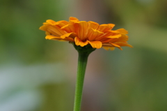 ヒャクニチソウ