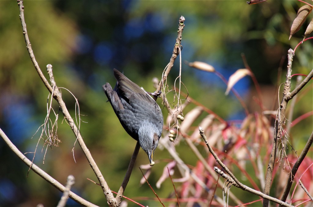 昨日のヒヨドリ (2)