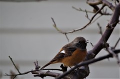 昨日のジョビ君 (2)