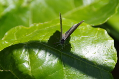 今日のヤマトシジミ