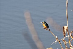 昨日の野鳥 (4)