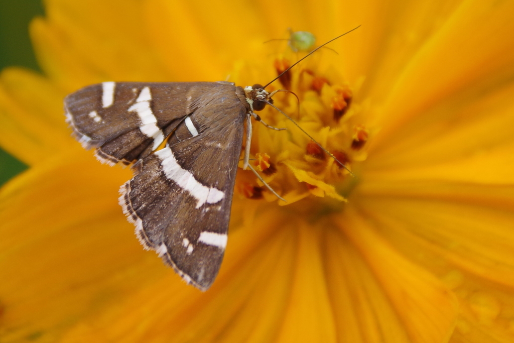 シロオビノメイガ2