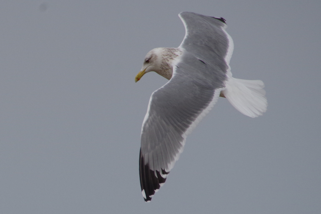 カモメちゃん (2)