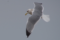 カモメちゃん (2)