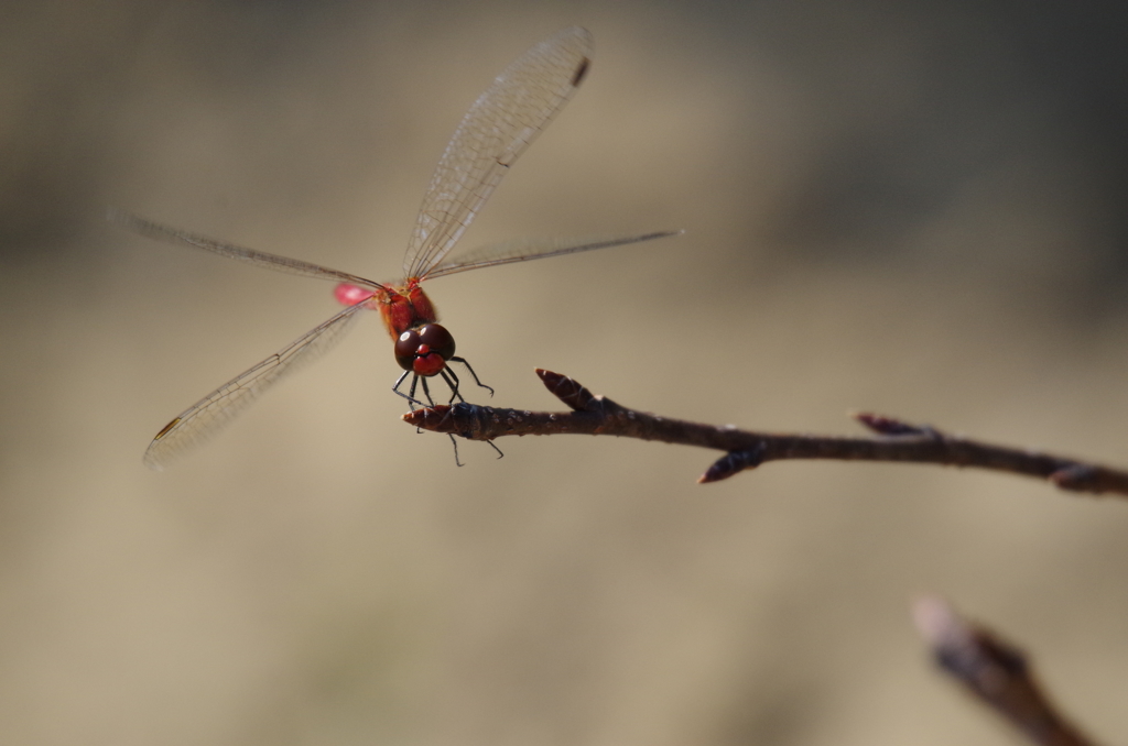 今日の赤トンボ2