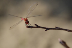 今日の赤トンボ2
