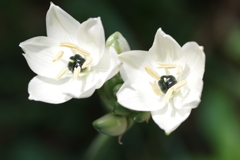 オーニソガラム・アラビカム