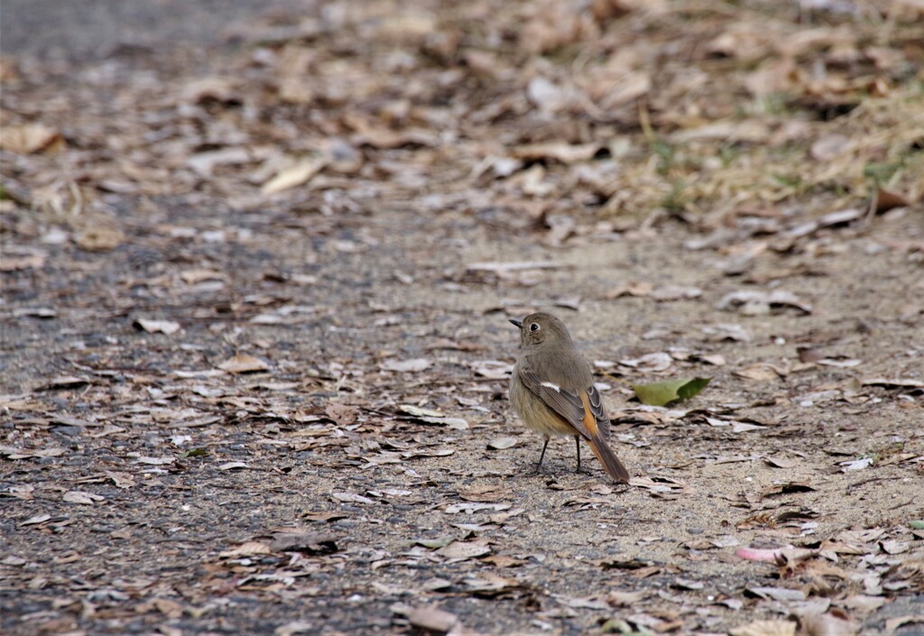 昨日の野鳥 (1)