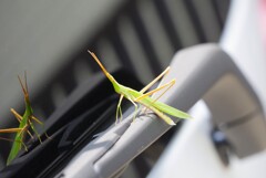 バッタが、車に遊びに来てくれました。