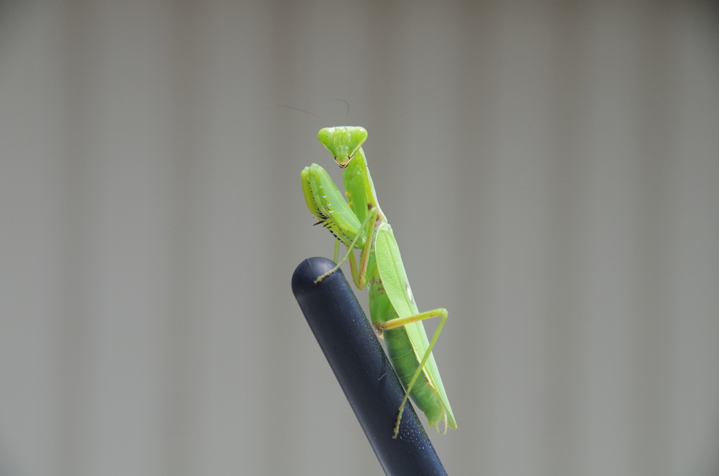 かっこいいー。