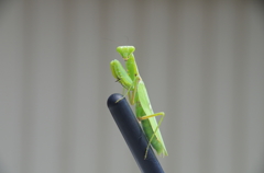 かっこいいー。