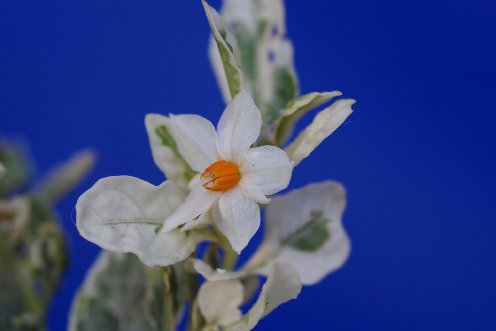 斑入りツルハナナス