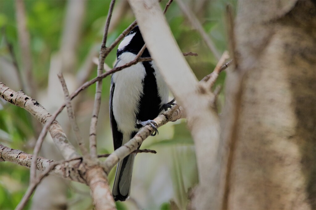 昨日の野鳥 (1)