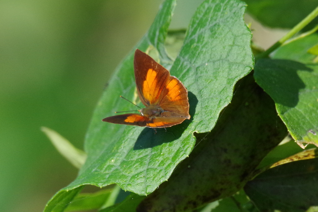 ウラギンシジミ