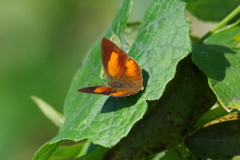 ウラギンシジミ