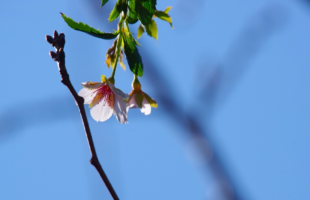 桜咲く (2)