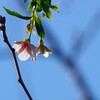 桜咲く (2)