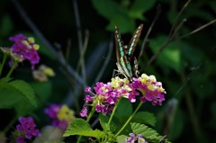 アオスジアゲハ (3)