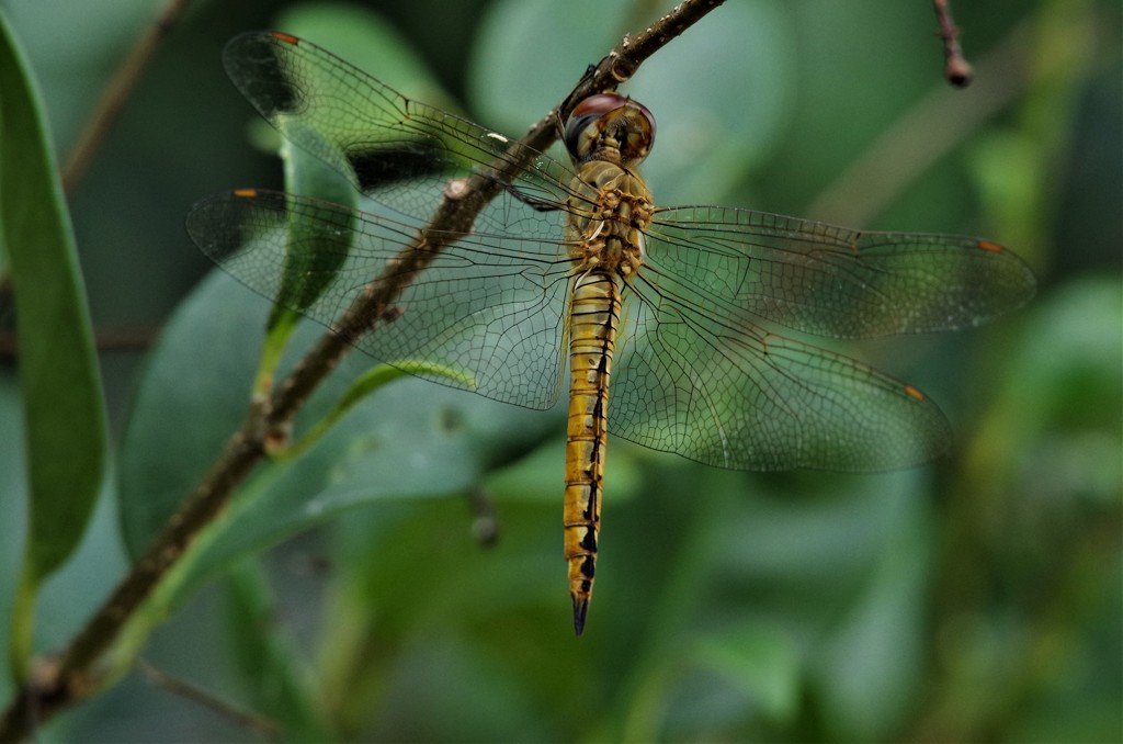 昨日のトンボ (1)