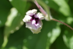 クレマチスHFヤングの蕾