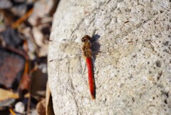 もうすぐクリスマスだというのに・・・ (1)