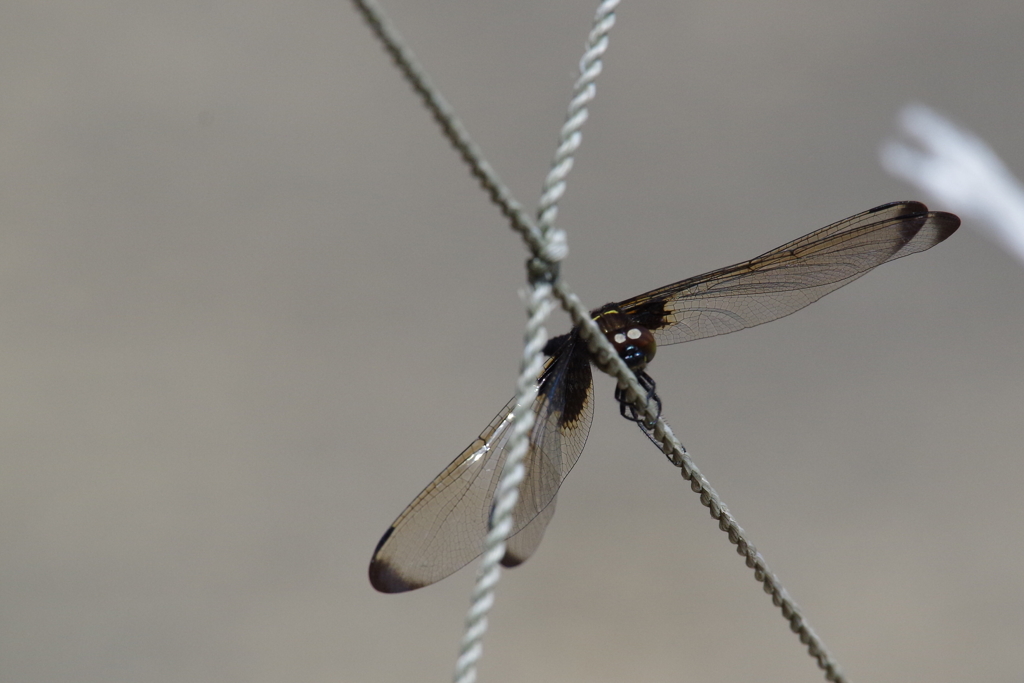 今日のトンボ (1)