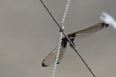 今日のトンボ (1)