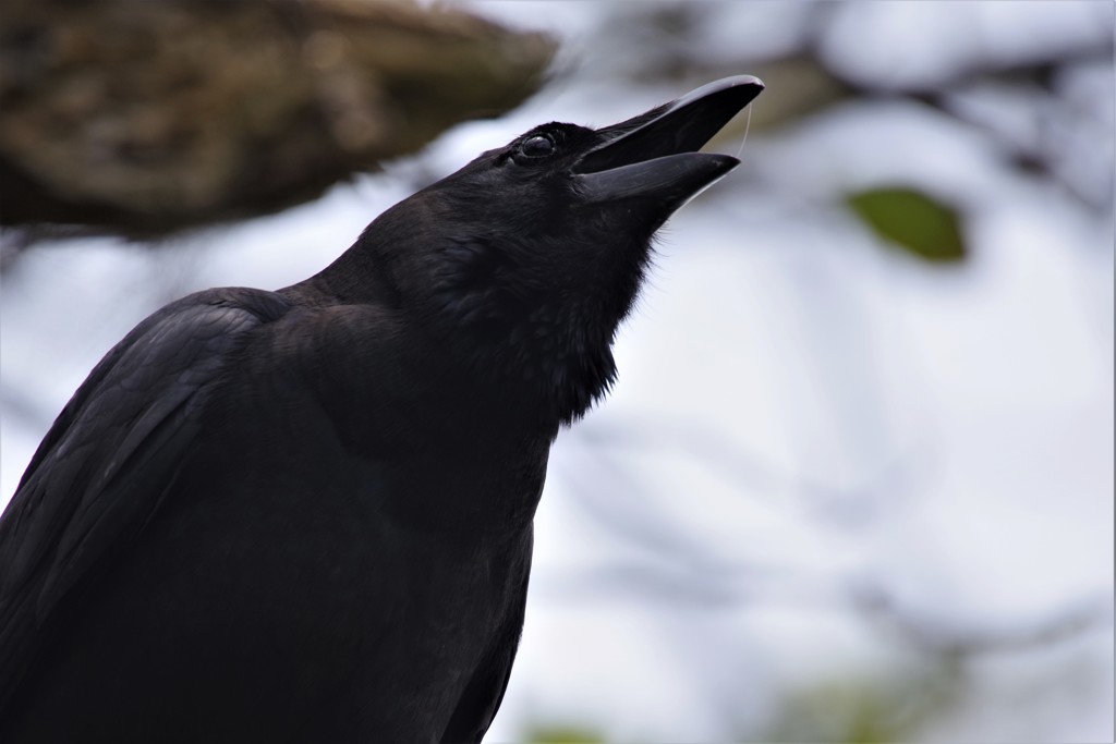 たまには、カラスも・・・ (2)