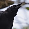 たまには、カラスも・・・ (2)