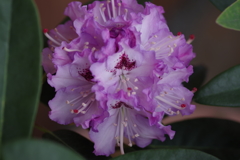 ブルー・エンサイン (1)