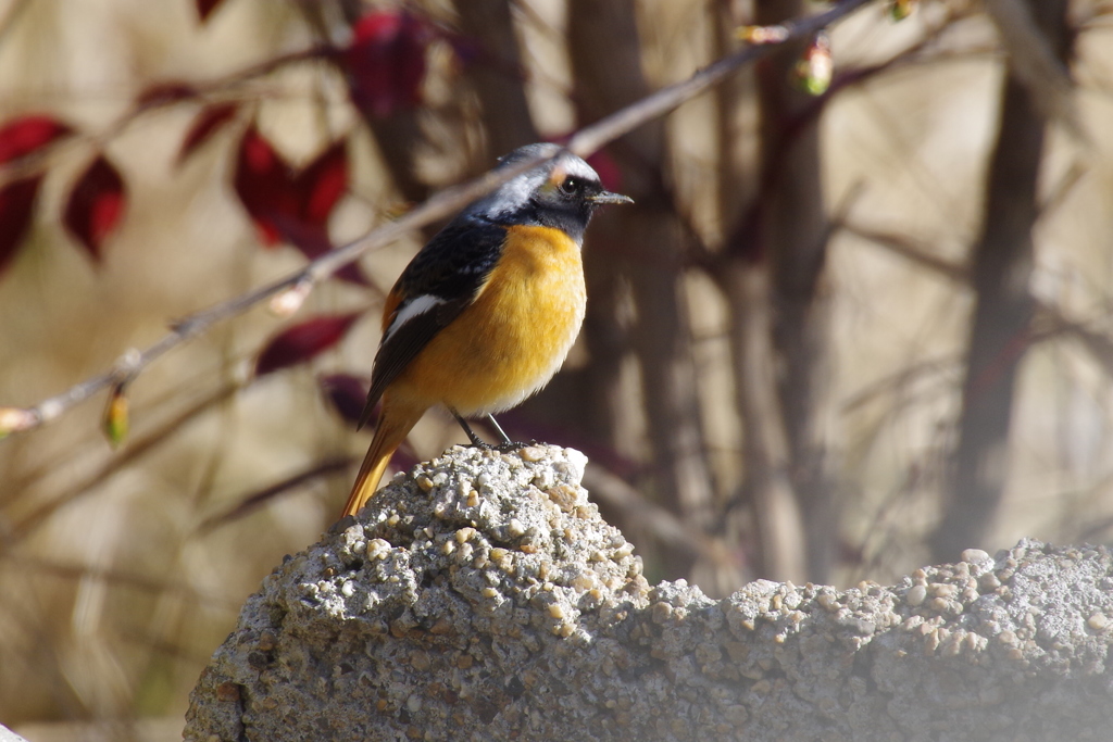 昨日のジョビ君 (1)