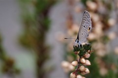 昨日のシジミチョウ (3)