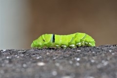 カワイイね (2)