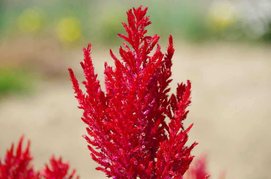 ウモウケイトウ