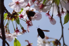 アブとサクラ