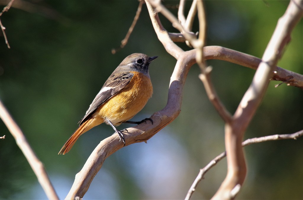 昨日のジョウビタキ (3)