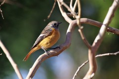 昨日のジョウビタキ (3)