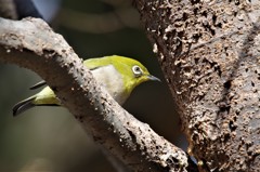 昨日のメジロ 　 (4)