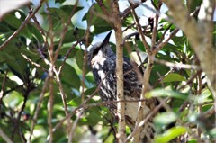 今日の野鳥 (1)
